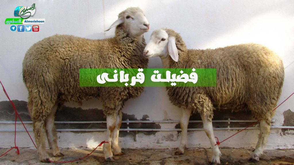 فضايل قرباني:ـ  